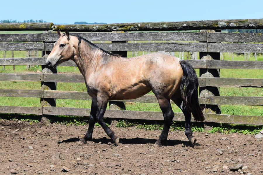 Lote RP 239 - IMPERIO DEL BURUCUYA