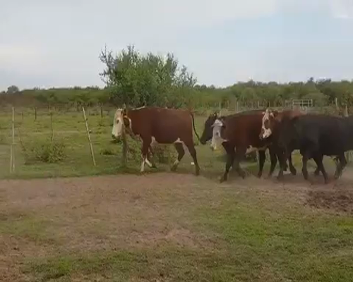 Lote 40 Novillos en Esquina, Corrientes