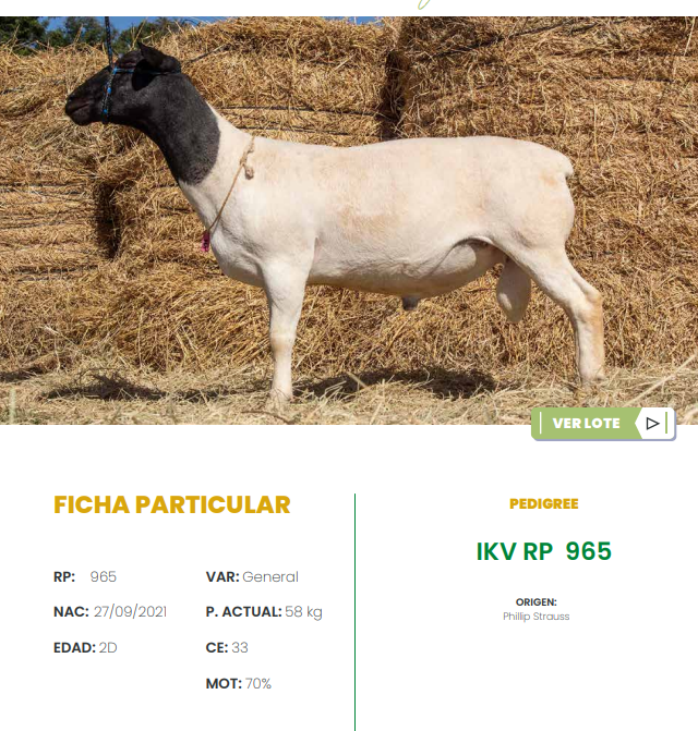 Lote LOTE 3