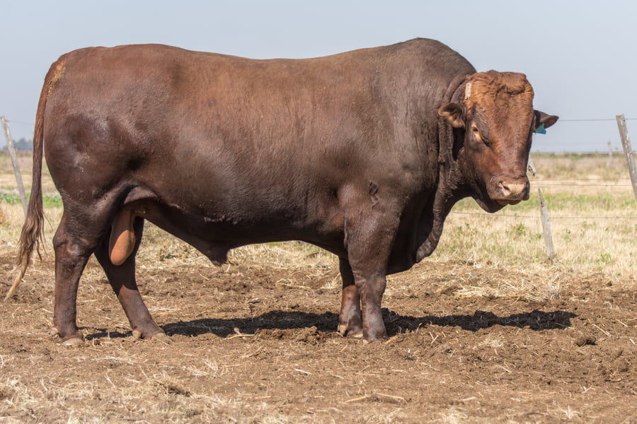 Lote Toro Cabaña Los Vicente (RP408)