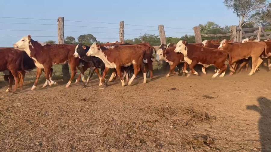 Lote 120 Terneros/as en Itatí, Corrientes