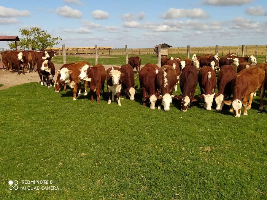 Lote 70 Terneras en Chavarría, Corrientes