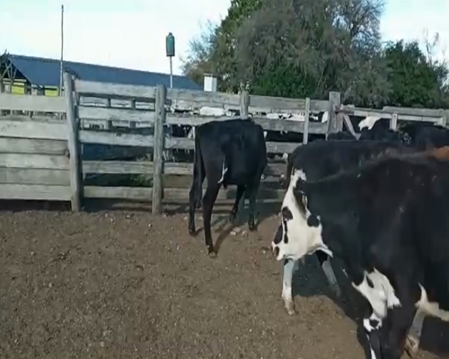 Lote (Vendido)20 Novillos Cruza a remate en 1º Remate Virtual 302kg -  en CARRETON
