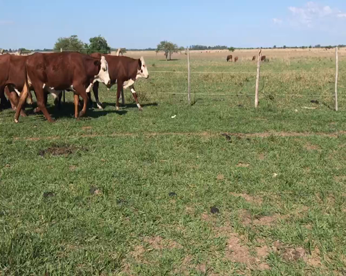 Lote 50 Novillitos en Bella Vista, Corrientes