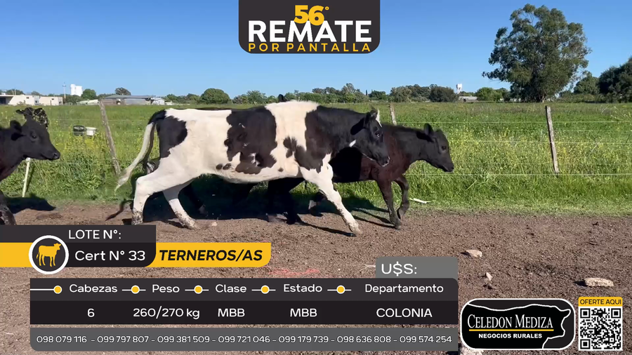 Lote 6 Terneros y Terneras en Tarariras, Colonia