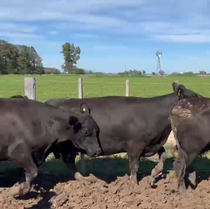 Lote 23 Vacas nuevas C/ cria en Buenos Aires