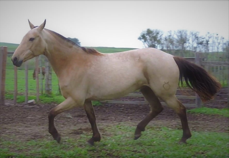 Lote Cabaña "La Pastoril" - RP 99 - Macumbera de La Pastoril