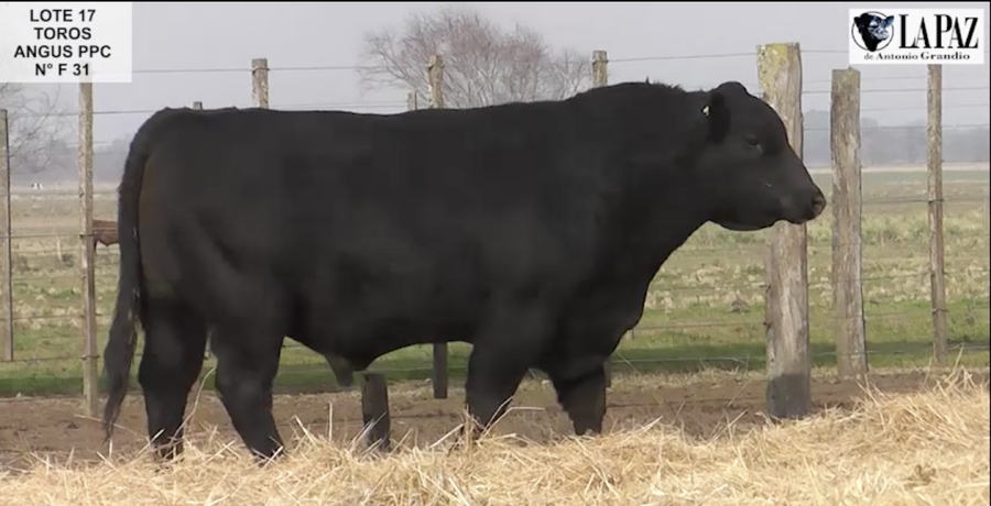 Lote TOROS PUROS POR CRUZA