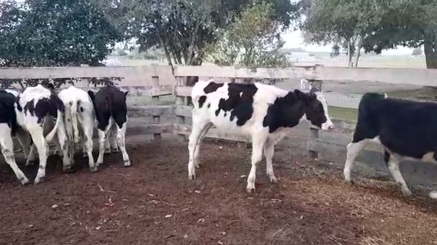 Lote TERNEROS HOLANDO