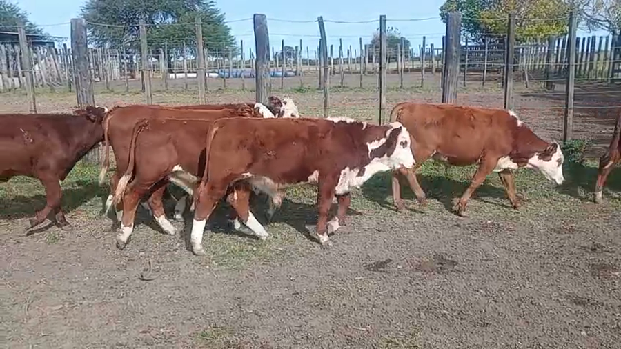 Lote 136 Terneros/as
