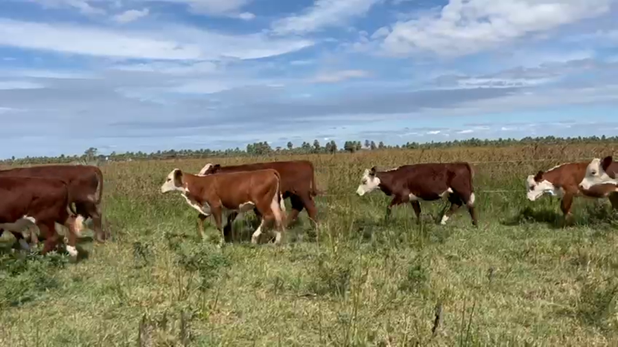 Lote 130 Terneros/as