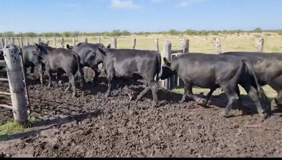 Lote 107 Novillos en Corrientes, Curuzú-Cuatiá