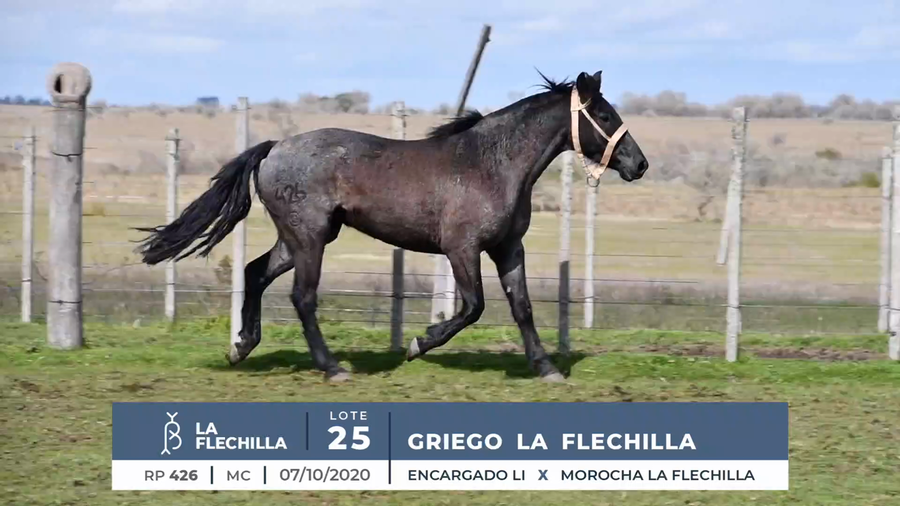 Lote GRIEGO LA FLECHILLA