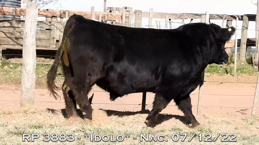Lote TOROS PUROS DE PEDIGREE