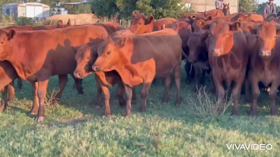 Lote 70 Novillitos