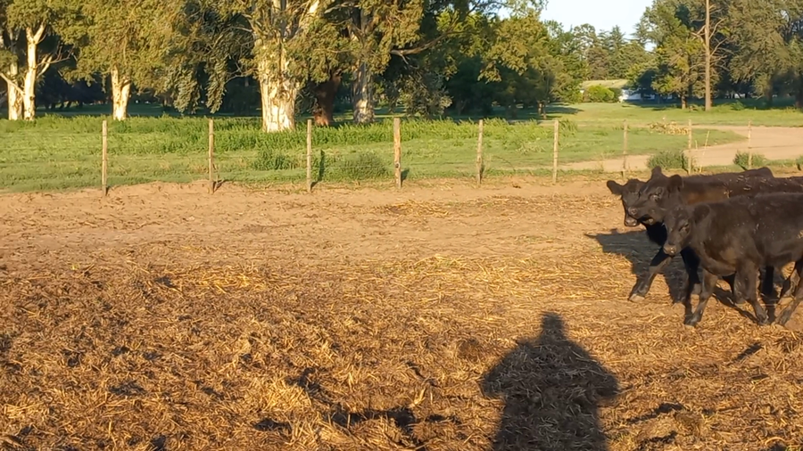 Lote 100 Terneros EN GUAMINI