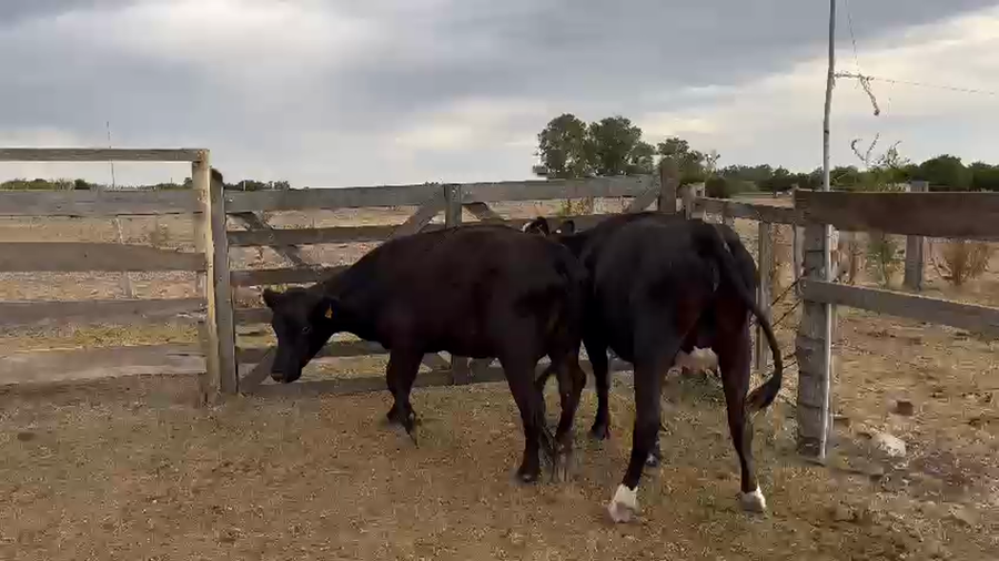 Lote 2 Vacas de Invernada Cruza a remate en Pantalla Camy - Liquidación de Estancia en Raigon