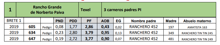 Lote 3 carneros padres PI