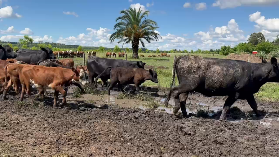 Lote 22 Vacas nuevas C/ cria en San José, Entre Ríos