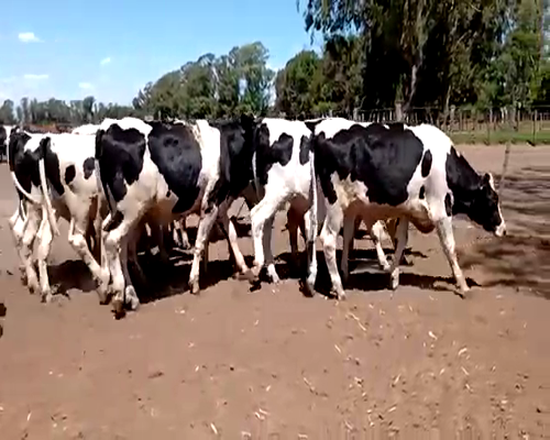 Lote (Vendido)16 Novillos a remate en Primer Remate Virtual, Córdoba