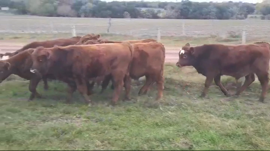 Lote (Vendido)6 Terneros AA a remate en #45 Pantalla Carmelo  175kg -  en Viboras y Vacas