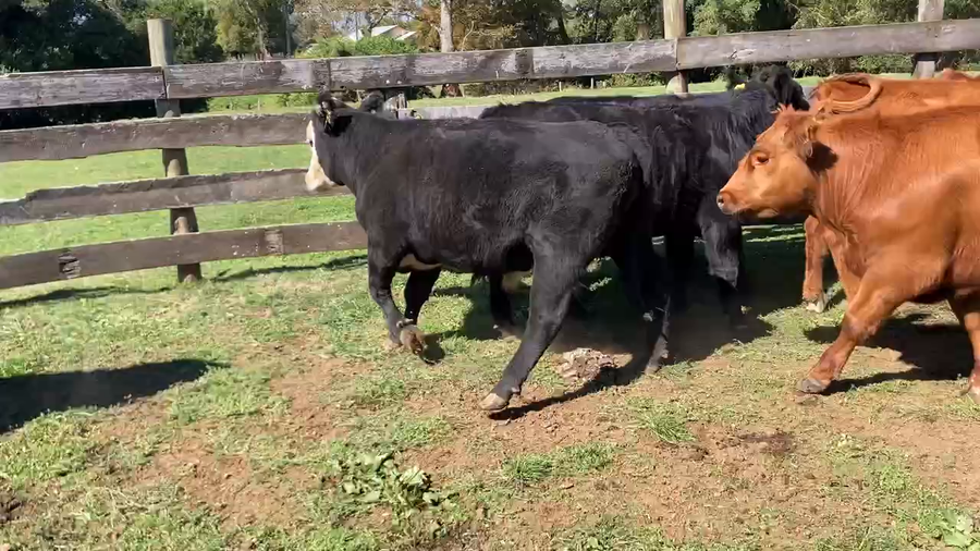 Lote 31 Novillo Engorda en Frutillar, X Región Los Lagos