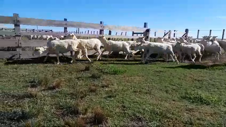 Lote 29 Borregas MERINO DOHNE X CORRIEDALE a remate en 1° Remate Virtual BALTASAR BRUM 50kg -  en SEQUEIRA. KM 135 DE RUTA 4. 5 KM AL OESTE