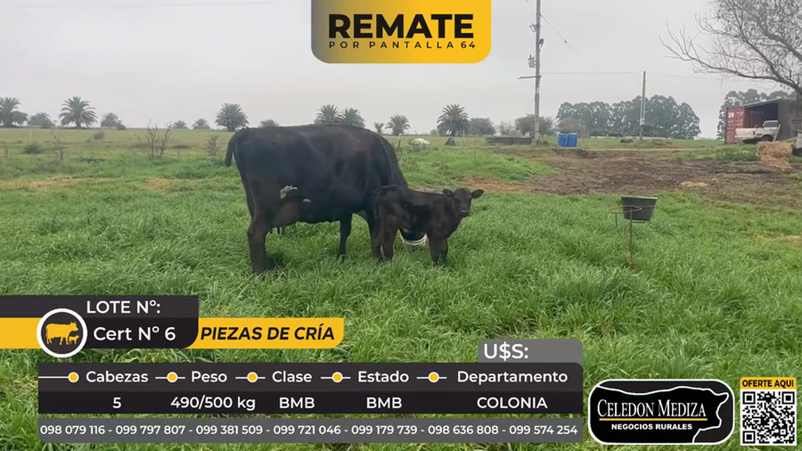 Lote 5 Piezas de cría en Tarariras, Colonia