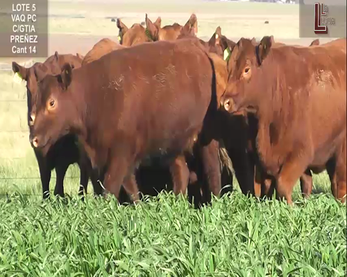 Lote VAQ. A. ANGUS COLORADAS  P. CONTROLADAS C/GTÍA DE PREÑEZ