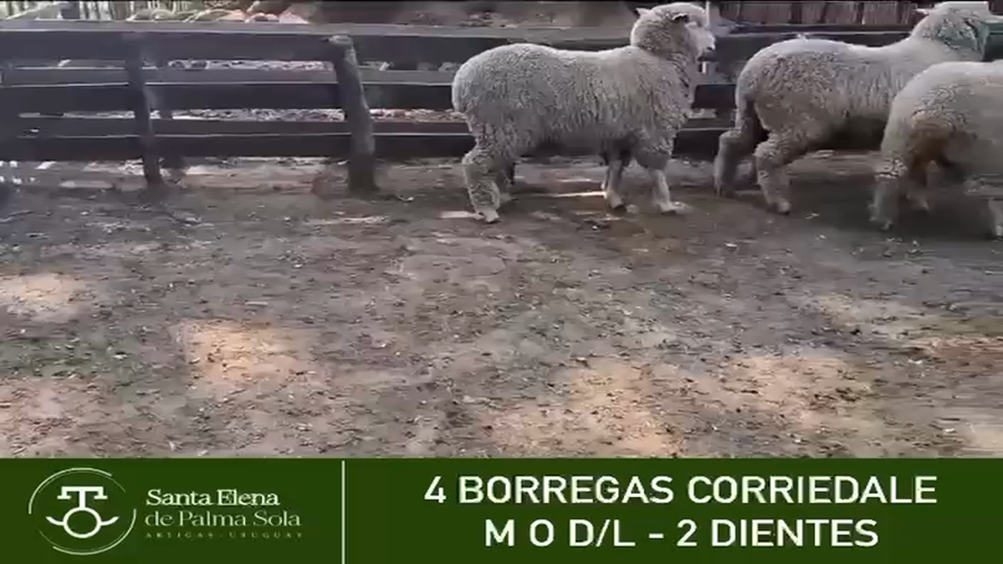 Lote SANTA ELENA DE PALMA SOLA