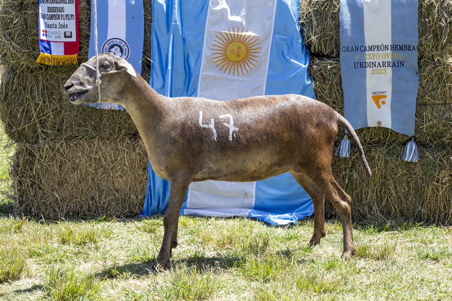 Lote SANTA INES P.P.C.