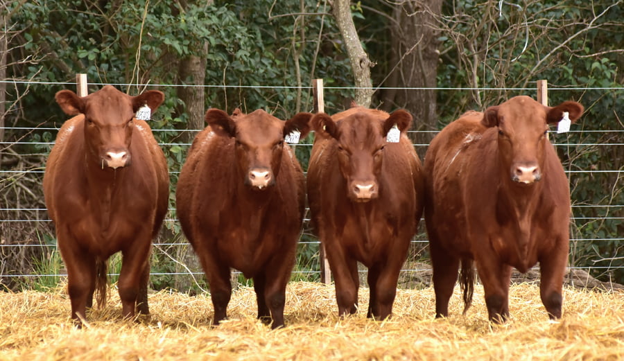 Lote VAQUILLONAS ANGUS PC OTOÑO