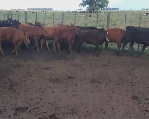 Lote 62 Terneros/as en Daireaux, Buenos Aires