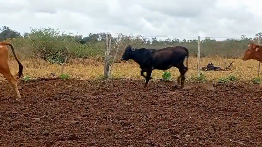 Lote 120 Vaquillonas