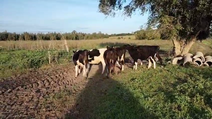 Lote 6 Terneros a remate en Pantalla Camy, San José