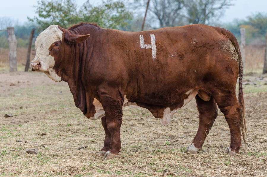 Lote Corral 12/13 - CABAÑA MILENA