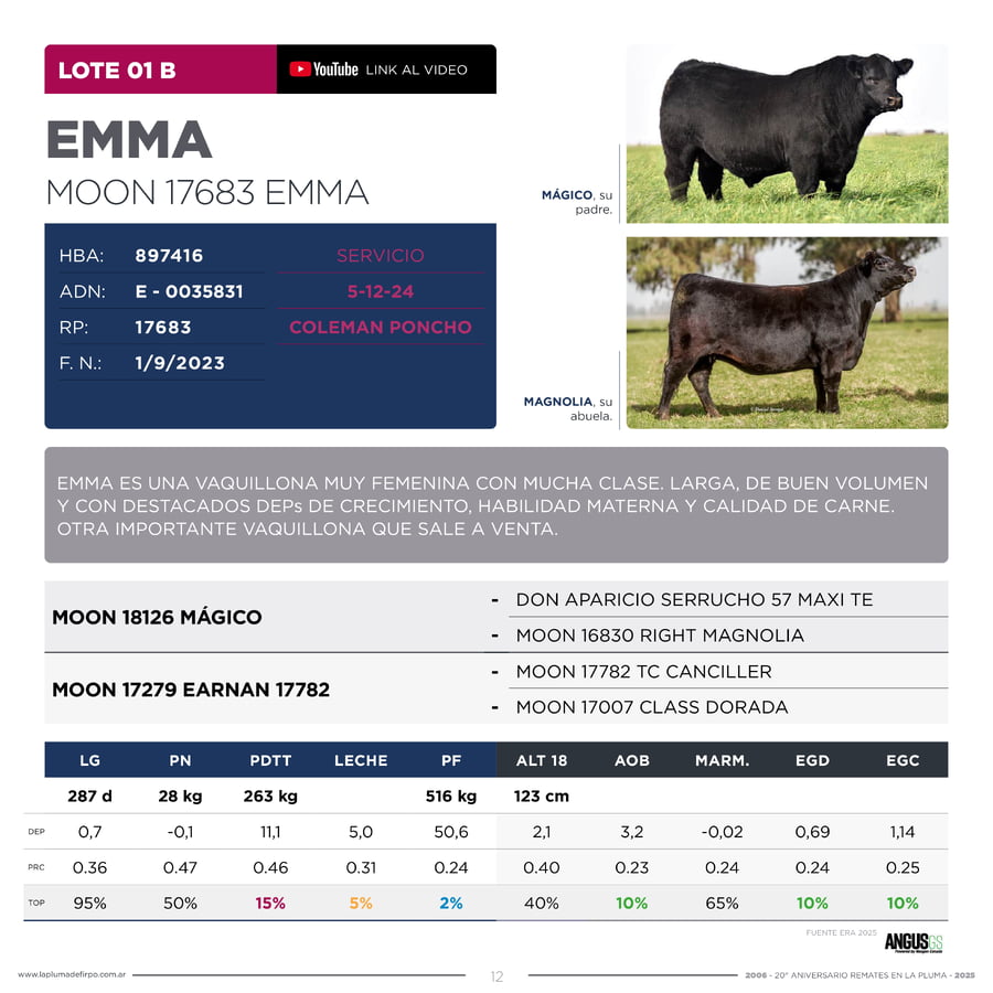 Lote RP 17648 y RP 17683 - VAQUILLONAS ELECCIÓN PP