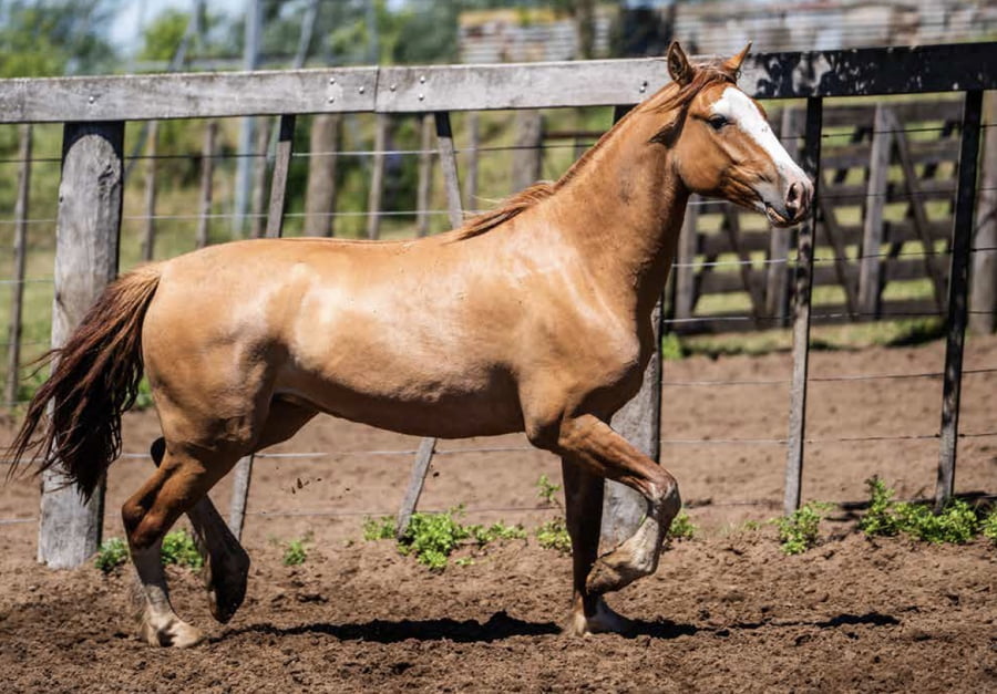 Lote TAÑIDO TOCADITA