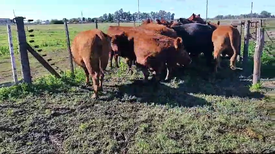 Lote 9 Vaquillonas C/ gtia de preñez en Brandsen, Buenos Aires