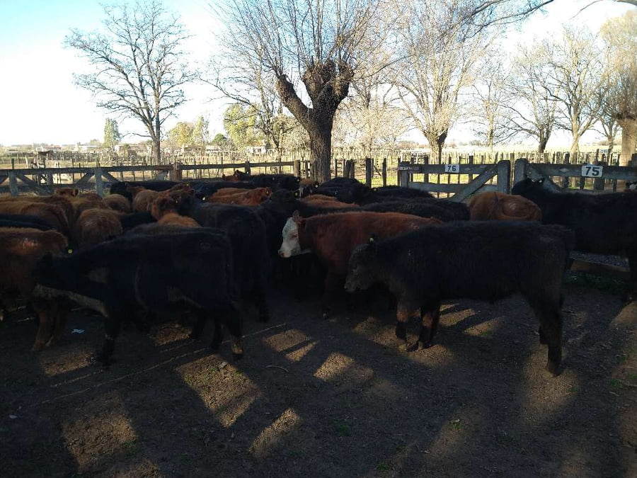 Lote 47 Terneros en Gral. Lamadrid, Buenos Aires