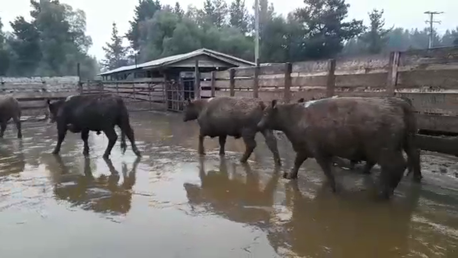 Lote 20 Novillo Gordo en Los Ángeles, VIII Región Biobío