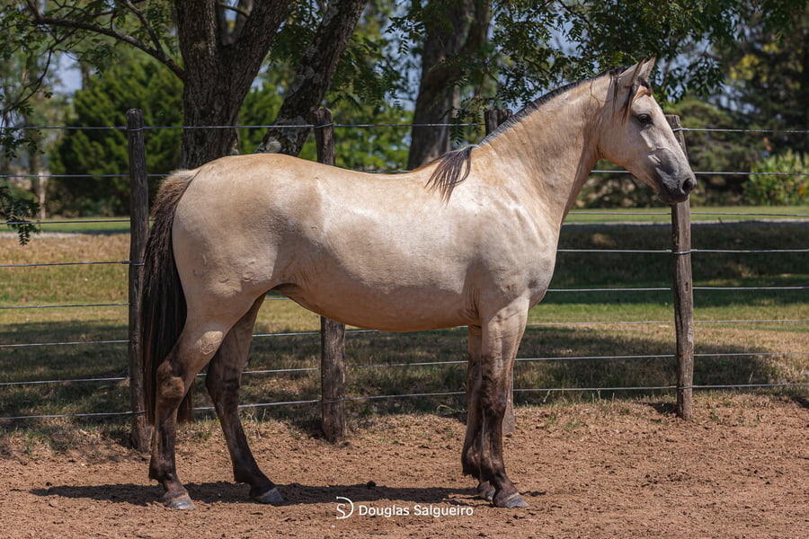 Lote OFERTA BUENA DE LA COLINA