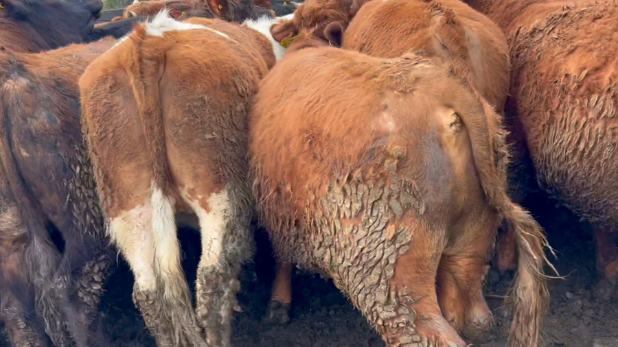 Lote 36 Novillo Gordo en Río Bueno, XIV Región Los Ríos