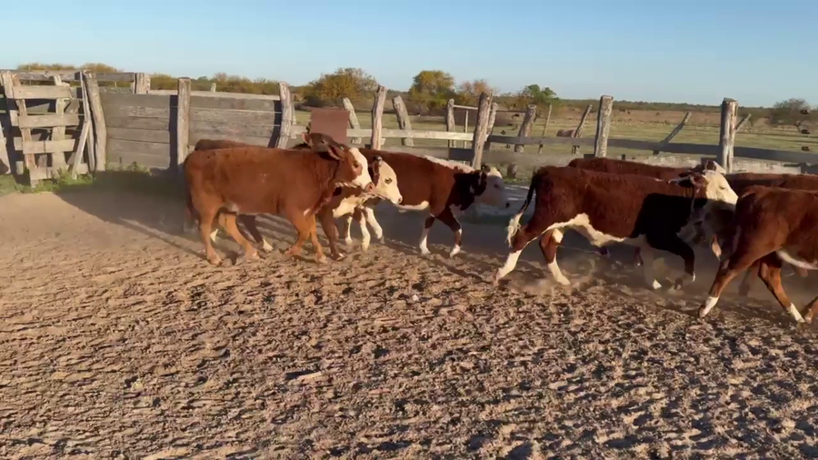 Lote 75 Terneros/as
