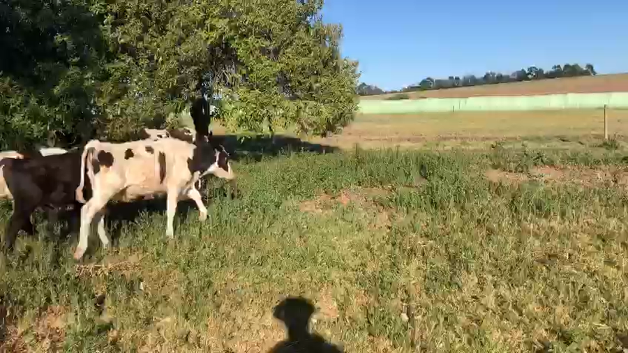 Lote 10 Terneros Holando