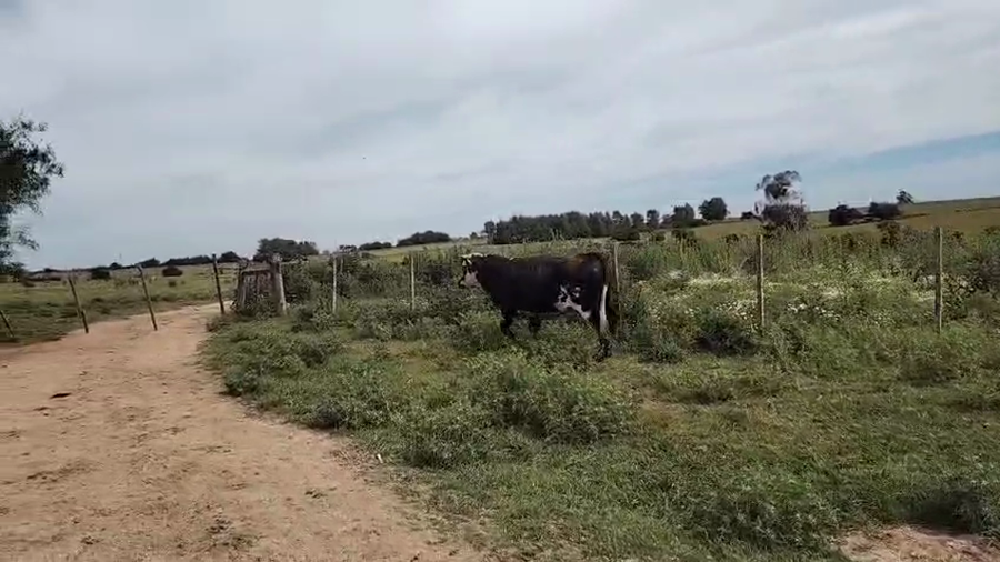Lote Toros a remate en Pantalla Camy, San José