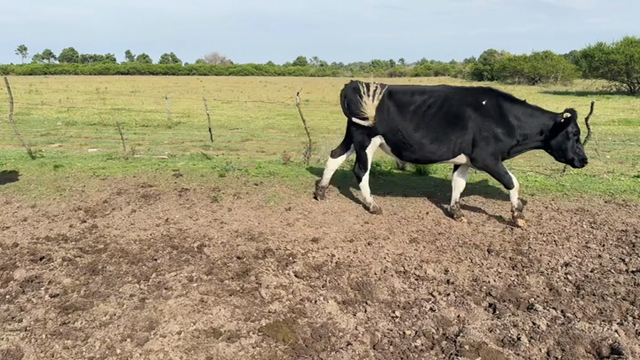 Lote NOVILLOS 2 A 3 AÑOS