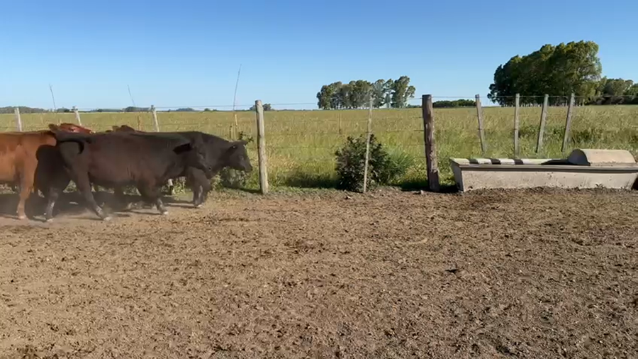 Lote 25 Novillitos en Punta Indio, Buenos Aires