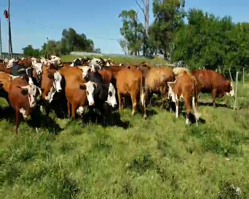 Lote 55 Vacas de invernar en Col. Sta Rosa, Corrientes