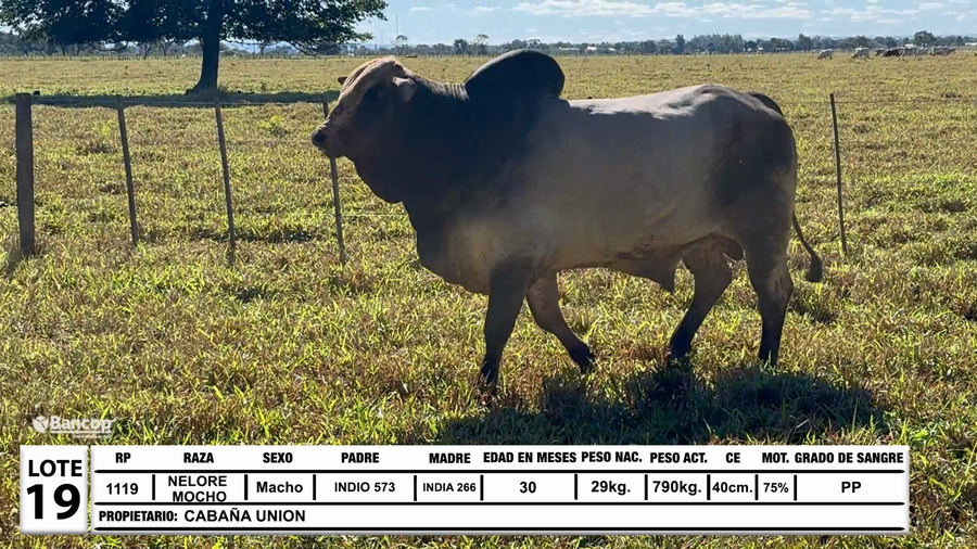 Lote Lote 19